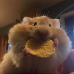 You’ve been TRAPPED